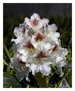 RHODODENDRON x 'Peter Tigerstedt'(Finlandais)